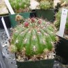 Matucana_grandiflora